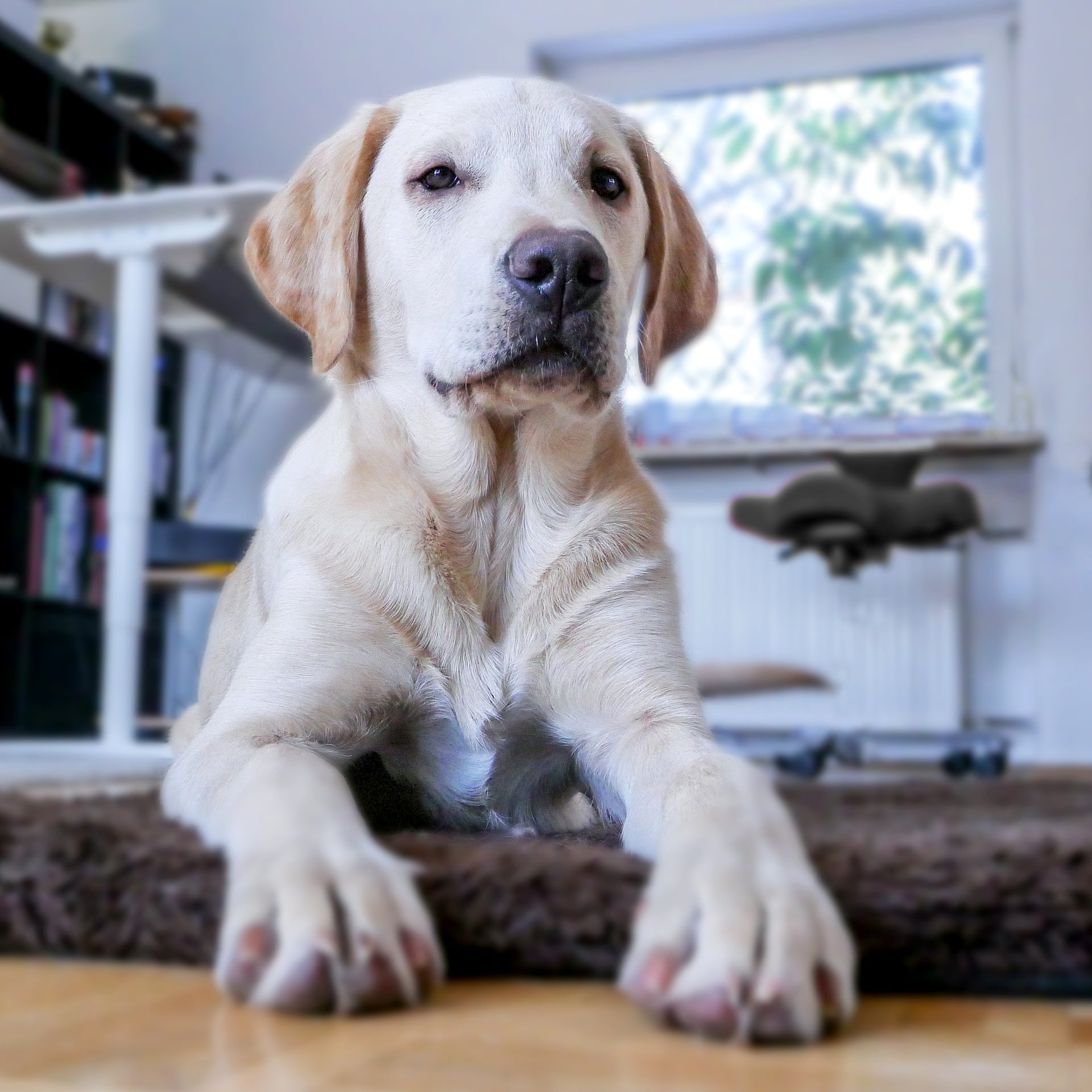 Avoir Un Chien En Appartement Dogcity